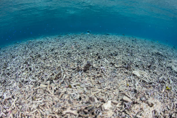 Dead Coral Reef in Indonesia