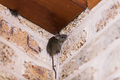 little gray mouse with a long tail sits at the top corner of the brickwork.