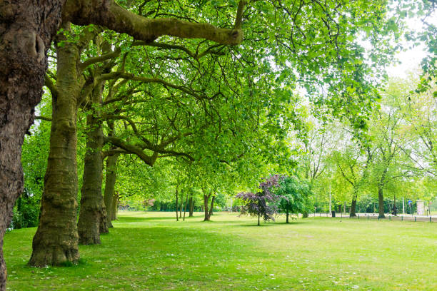 Summer in the park trees alley
