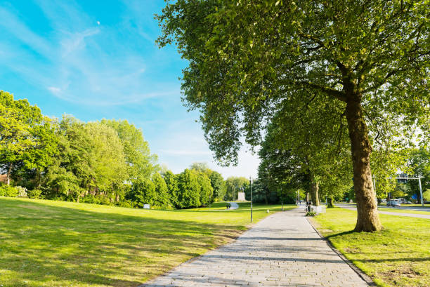 Summer in the park trees alley stock photo