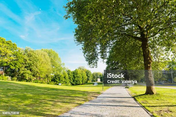 Summer In The Park Trees Alley Stock Photo - Download Image Now - Public Park, City, Tree