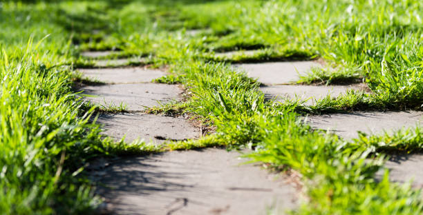istock footpath on th green grass in the park 1081470904