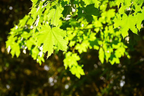 istock green leaves, shallow focus 1081470930