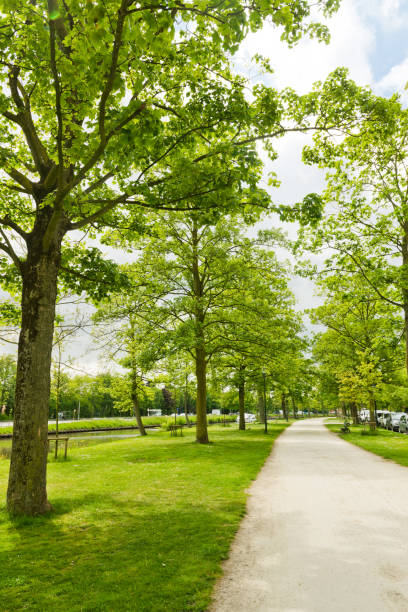 istock Summer in the park trees alley 1081470972