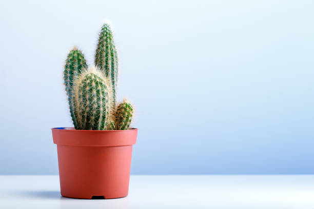 istock Potted cactus house plants on light grey shelf 1081471212