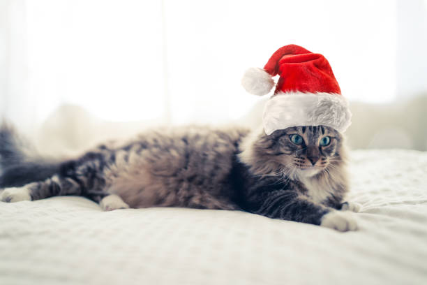 istock christmas cat in red Santa Claus hat 1081471952