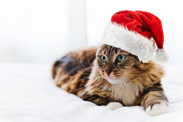 istock christmas cat in red Santa Claus hat 1081471978