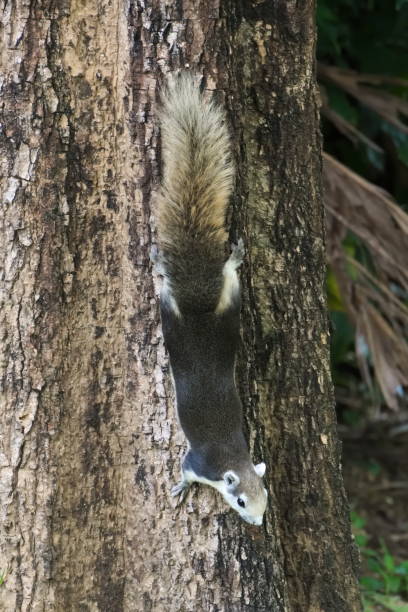 istock Hanging upside down on a tree trunk, a gray and white squirrel blends well into the bark background, while searching for food. 1081476320