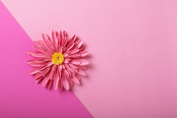 istock Pink craft paper flower. 1081476496