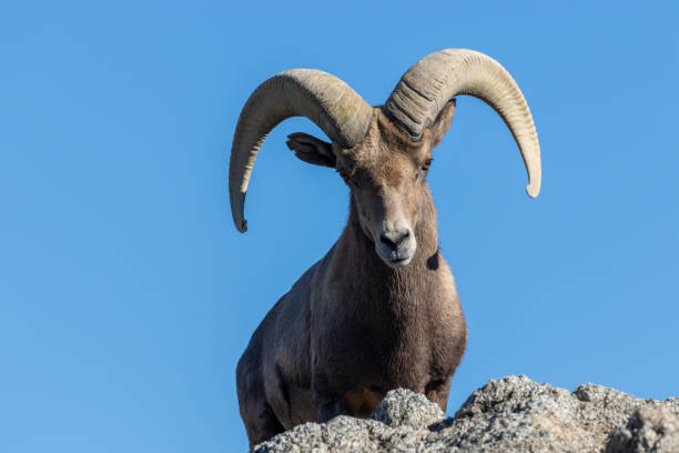 istock Desert Bighorn Sheep Ram 1081477494