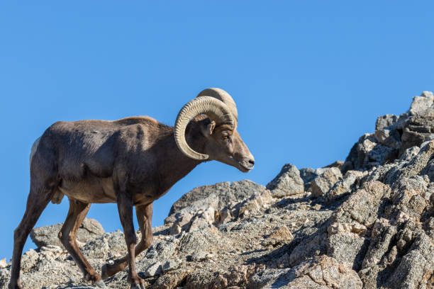 istock Desert Bighorn Sheep Ram 1081478078