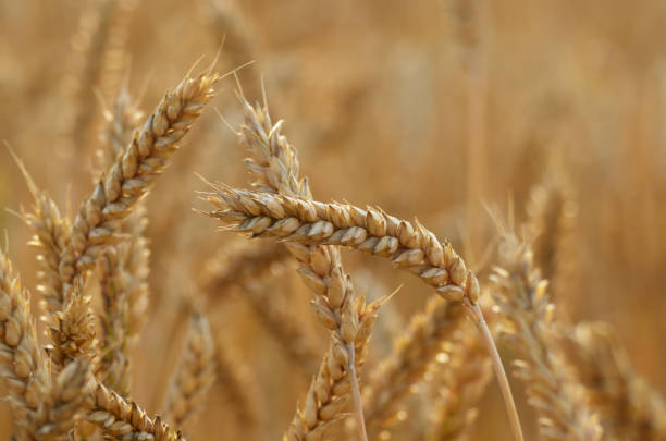 istock Wheat field under cloudy blue sky in Ukraine 1081478514