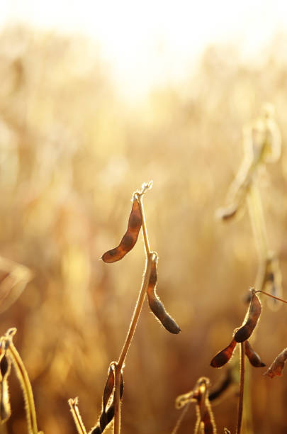 istock Soy pods on stem in the fields closeup view against sunlight 1081478542