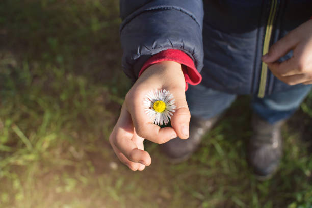 CHILD HAND HOLDING A SINGLE SMALL DAISY FLOWER.