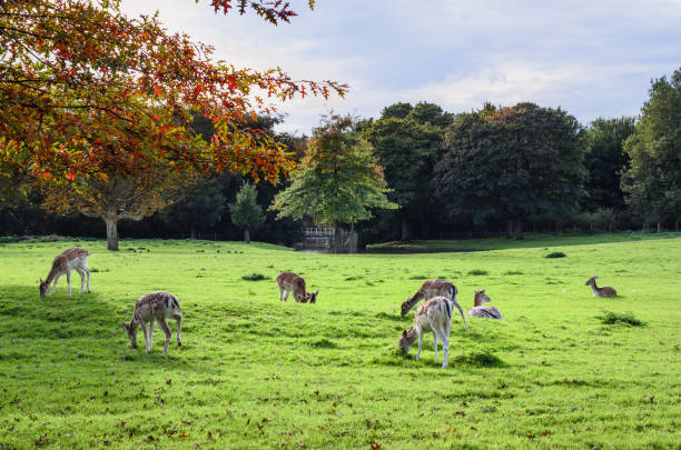 istock Deer herd on a grass field on one autumn day 1081482874
