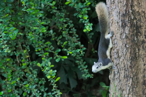 istock Hanging upside down on a tree trunk, a gray and white squirrel searches for food near a deep green, bush. 1081485870