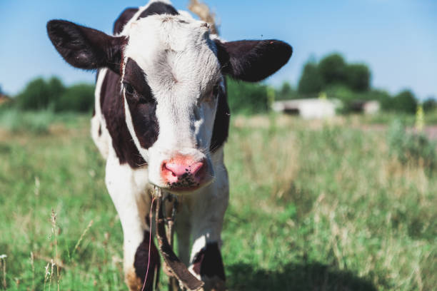 istock Head of white cow with black ears 1081487414