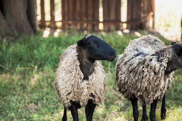 istock Romanov breed on green glade 1081488202
