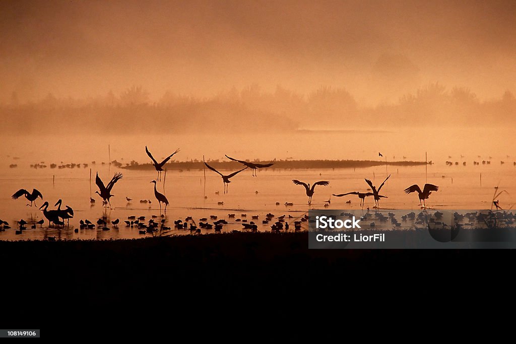Uccelli all'alba - Foto stock royalty-free di Alba - Crepuscolo