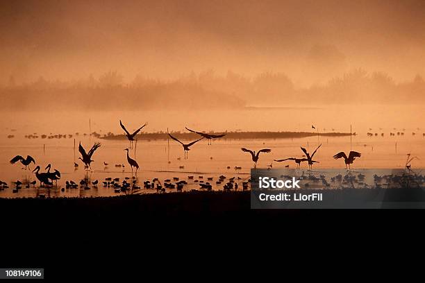 Uccelli Allalba - Fotografie stock e altre immagini di Alba - Crepuscolo - Alba - Crepuscolo, Ambientazione esterna, Ambientazione tranquilla