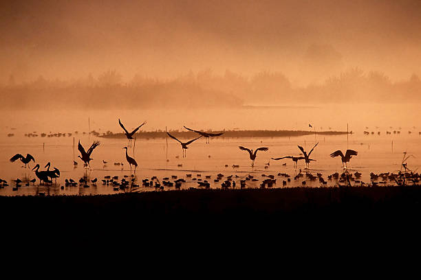 Ptaki na wschód słońca – zdjęcie