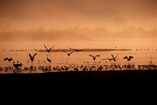 Aves ao nascer do sol - fotografia de stock