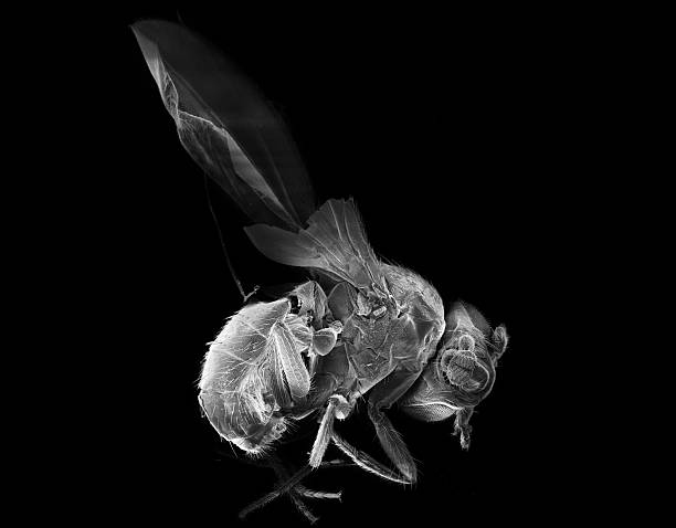 Drosophila melanogaster stock photo
