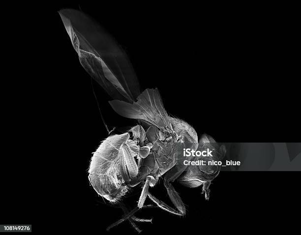 Drosophila Melanogaster Stock Photo - Download Image Now - Fruitfly, Dead, Death