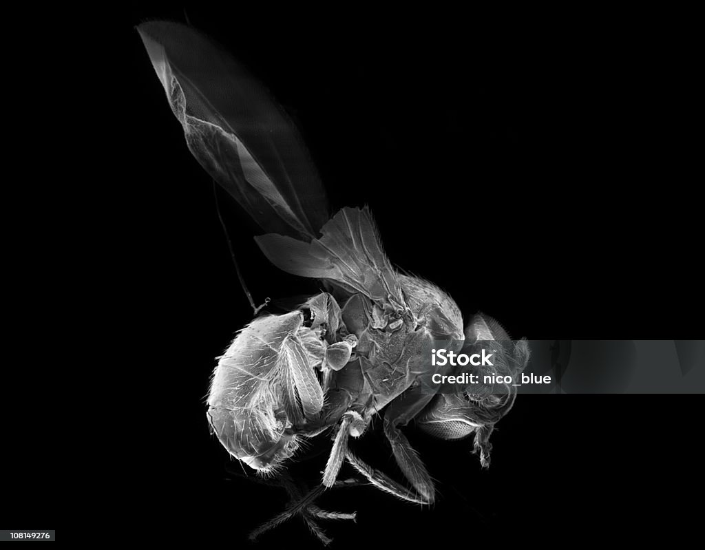 Drosophila melanogaster - Foto de stock de Mosca-das-Frutas royalty-free