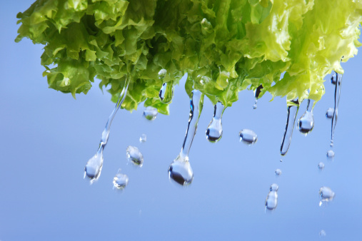 Close-Up Of Water Drops On Flower Bud. Peony on green background. Copy space