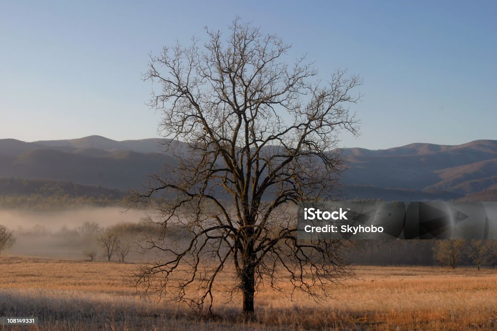 Lone Tree - Photo de Tennessee libre de droits