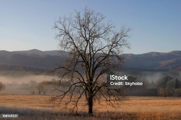 Photo libre de droit de Lone Tree banque d'images et plus d'images libres de droit de Tennessee - Tennessee, Hiver, Monts Great Smoky