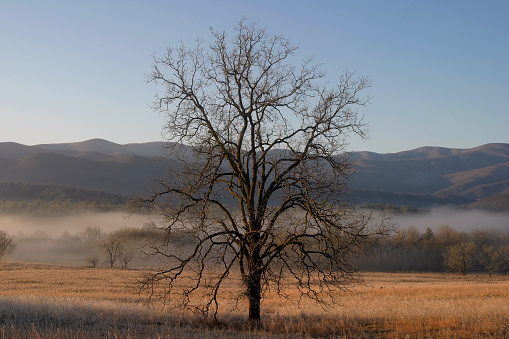 misty lake in sweden in morning sun