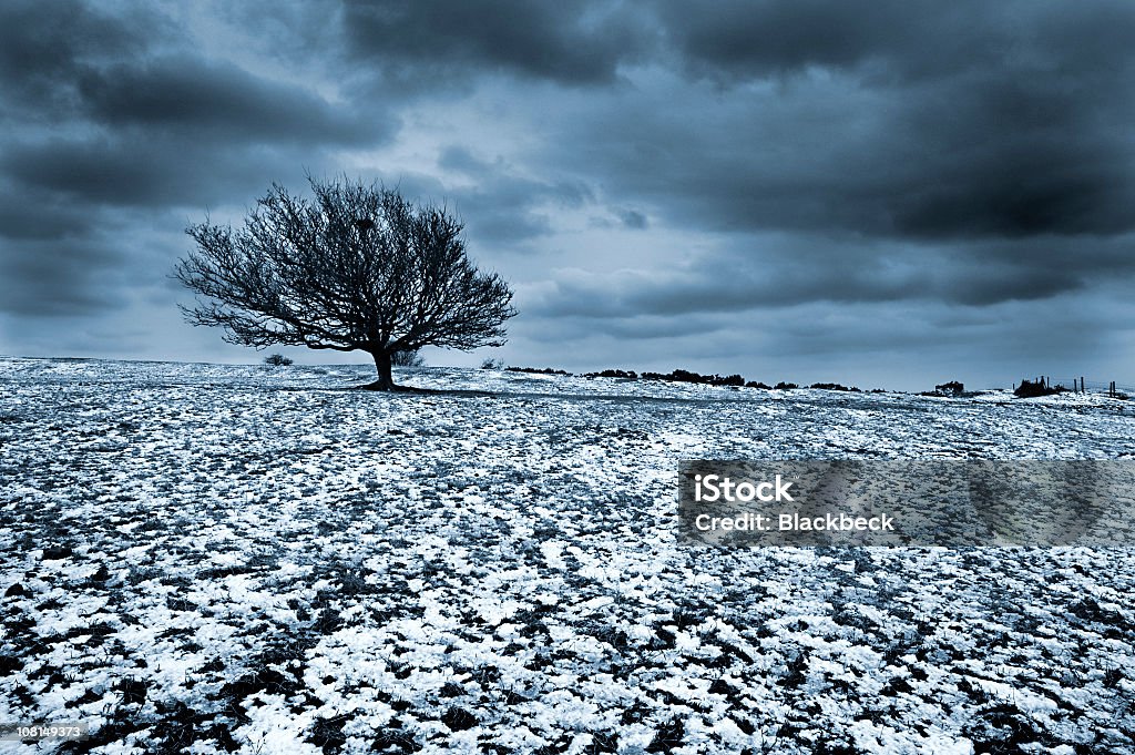 Lone Tree en campo cubierto de nieve con nubes de tormenta - Foto de stock de Aire libre libre de derechos