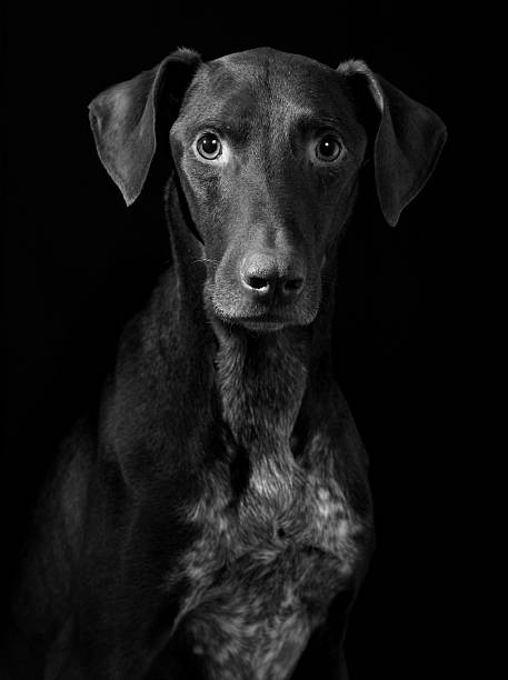 istock Portrait of Hunter Dog 108149393