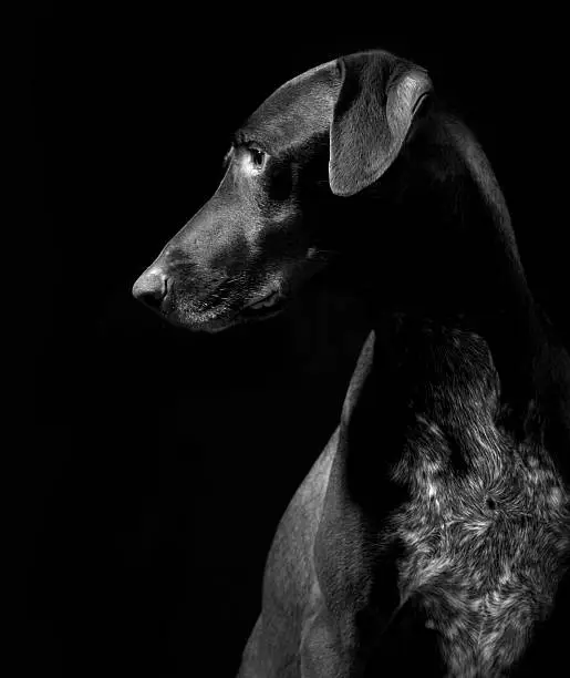 Photo of German Pointer Dog, Black and White