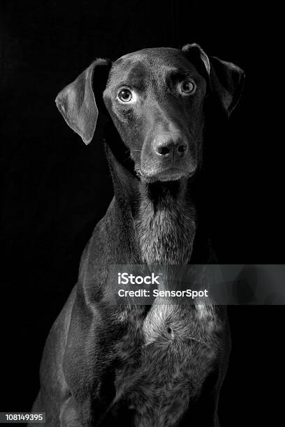 German Pointer Dog Black And White Stock Photo - Download Image Now - Dog, Black Background, Black And White