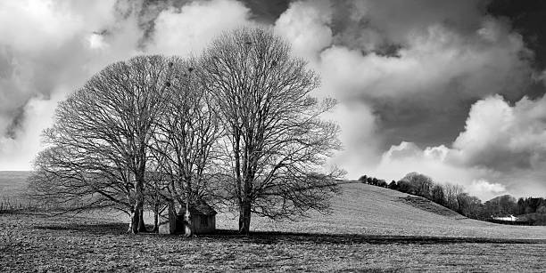 istock Two Isolated Copse Trees with Storm Clouds, Black and White 108149464