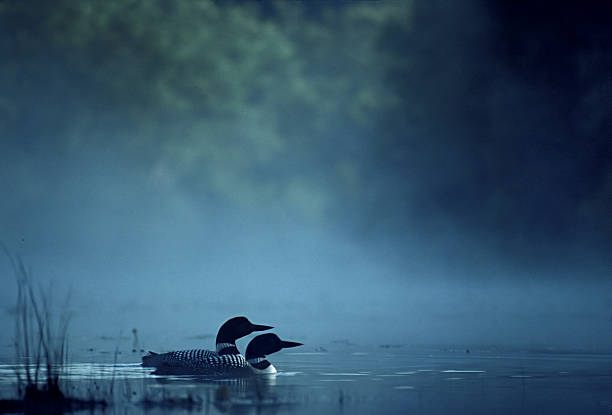 paar der seetaucher über foggy pond - standing water pond bird nature stock-fotos und bilder