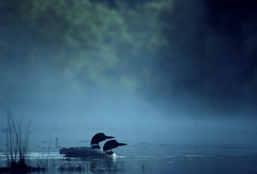 A Eurasian coot swimming across a calm lake in a park.