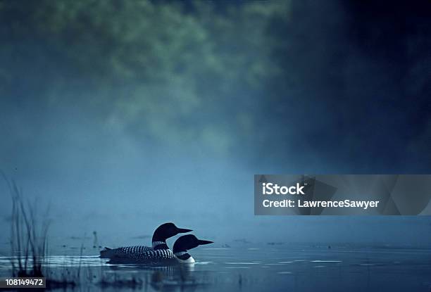Pair Of Loons On Foggy Pond Stock Photo - Download Image Now - Loon - Bird, Lake, Bird