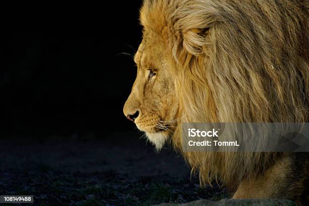 ライオンのポートレート - ライオンのストックフォトや画像を多数ご用意 - ライオン, 黒背景, アフリカ
