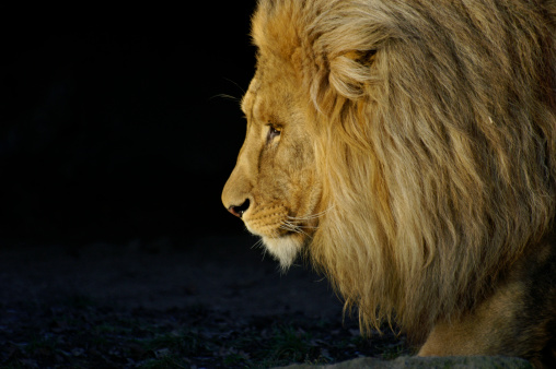 Lion king in the evening sun