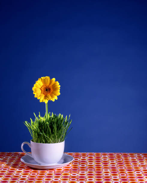 teacup con daisy interior - nobody tablecloth cup saucer fotografías e imágenes de stock