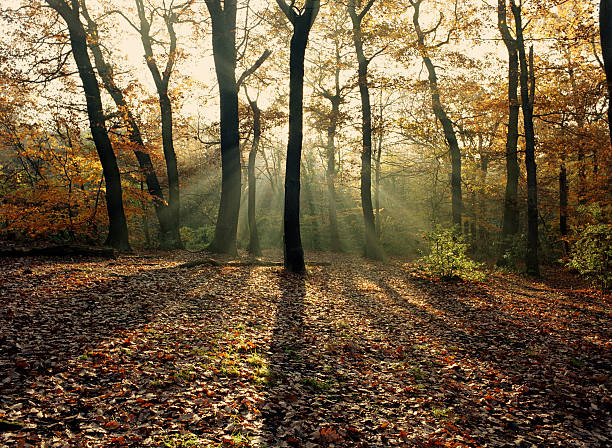 istock Sunlight Shining Through Autumn Trees in Forest 108149523