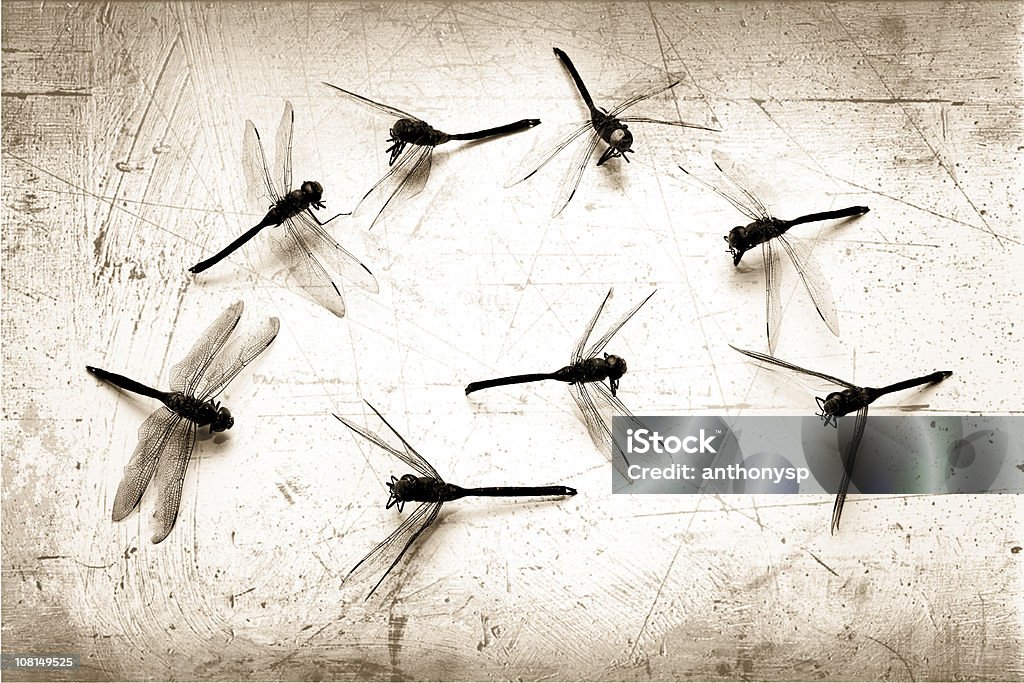 Dead Dragonflies contra fondo Grunge, blanco y negro - Foto de stock de Ala de animal libre de derechos