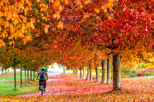 las hojas de arce de color otoño en el parque stanley de vancouver con niebla - riding autumn meadow land fotografías e imágenes de stock