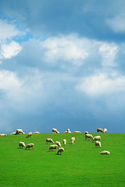플락 of ��시프 녹색 패스처 블루 흐린날 스카이 - sheep grazing vertical photography 뉴스 사진 이미지