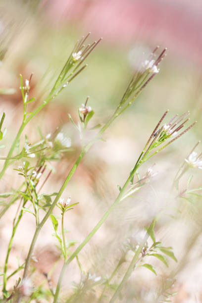 Small plants sprouting up in the springtime.  Shallow depth of field for soft effect.