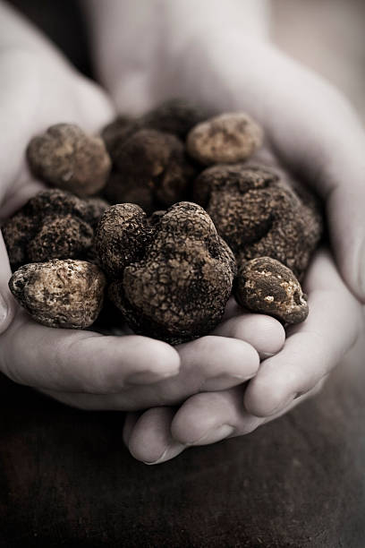 Handful of black truffles in black and white Selective de-saturation to acentuate the lucious earth tones of the White Peidmont and Black Perigord Truffles being gently held in cupped hands.  Shallow dof. mycology photos stock pictures, royalty-free photos & images